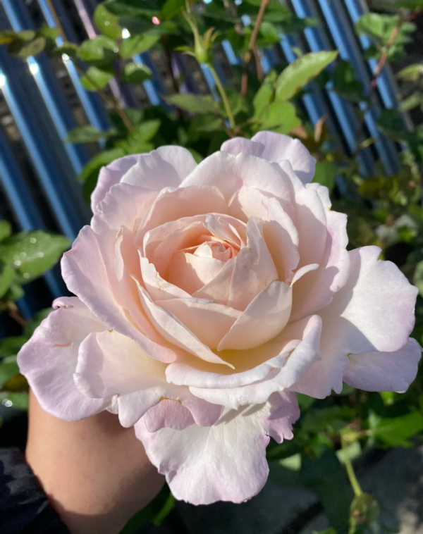 Princess Tenko Rose丨Your roses