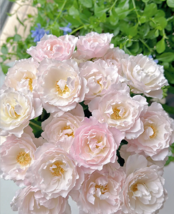Princess Tenko Roses丨Your roses