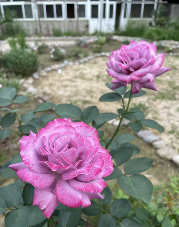 Purple Rain Rose for sale丨Your roses