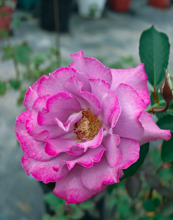 Rose Purple Rain丨Your roses