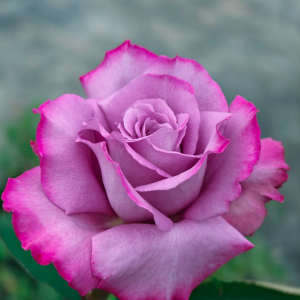 Purple Rain Rose丨Your roses