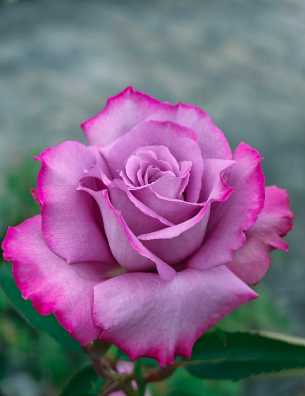 Purple Rain Rose丨Your roses