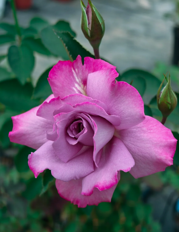 Purple Rain Roses丨Your roses