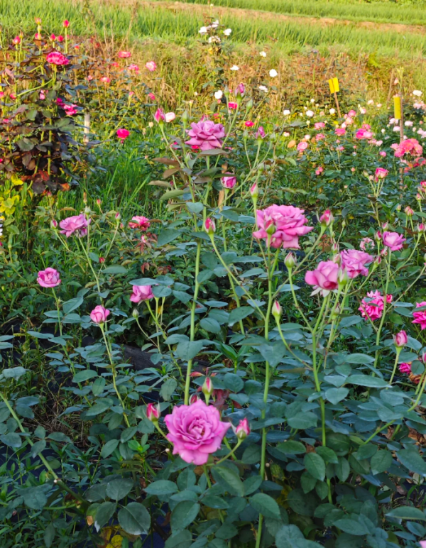 Purple Rain Rose Plant丨Your roses