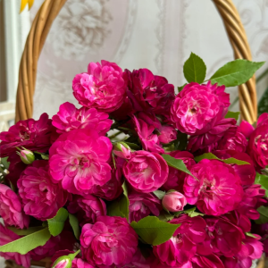 Que Zhi Wu Rose丨Your roses