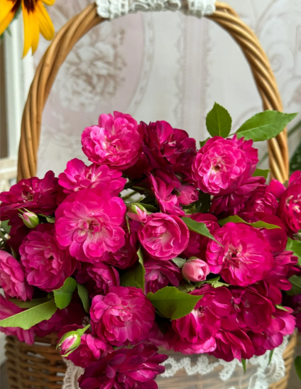 Que Zhi Wu Rose丨Your roses