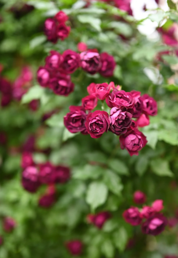 Que Zhi Wu Rose Plant丨Your roses