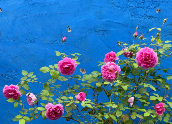 Rose Raphael丨Your roses