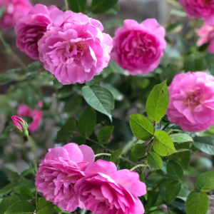 Raphael Rose丨Your roses