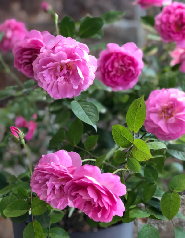 Raphael Rose丨Your roses