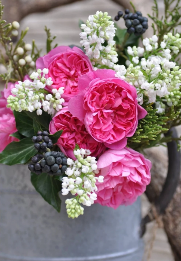 Raphael Rose Plant丨Your roses