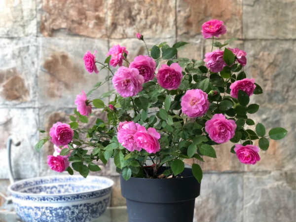 Raphael Roses丨Your roses