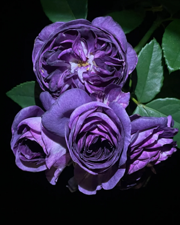 Rinaldo Roses丨Your roses
