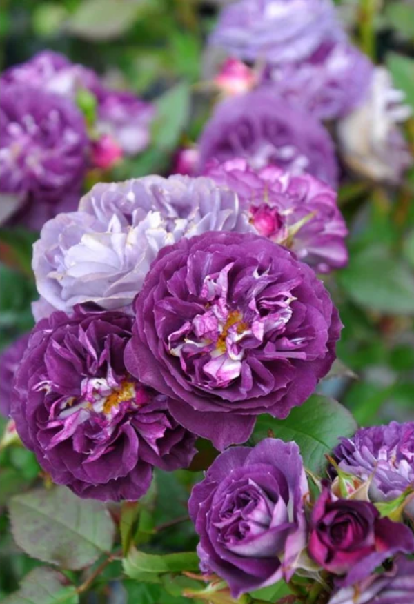 Rinaldo Rose Plant丨Your roses