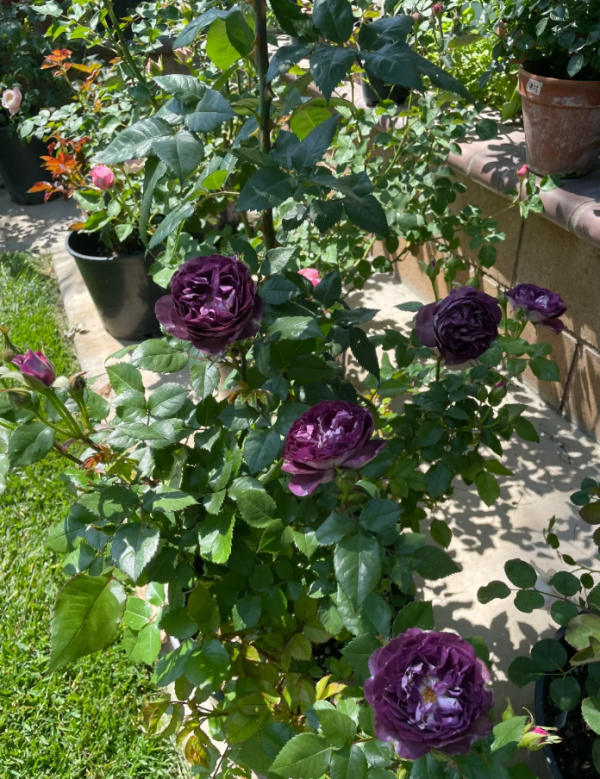 Rinaldo Rose for sale丨Your roses