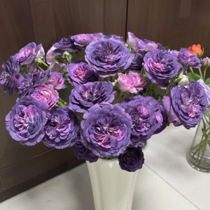 Rinaldo Rose丨Your roses