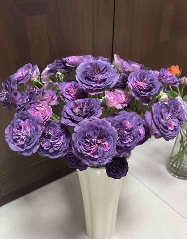 Rinaldo Rose丨Your roses