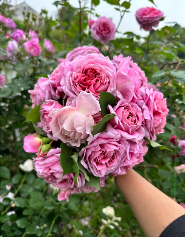 Silent Love Rose for sale丨Your roses