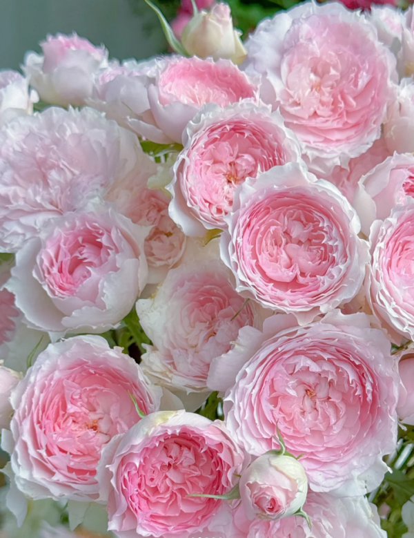 Rong Rong Yue Roses丨Your roses