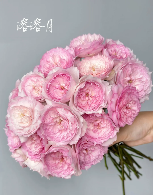 Rong Rong Yue Roses for sale丨Your roses