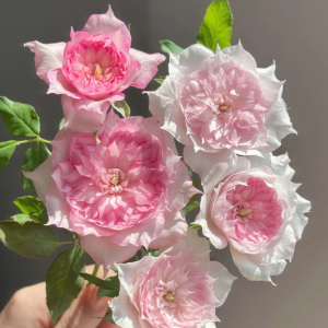 Rong Rong Yue Rose丨Your roses