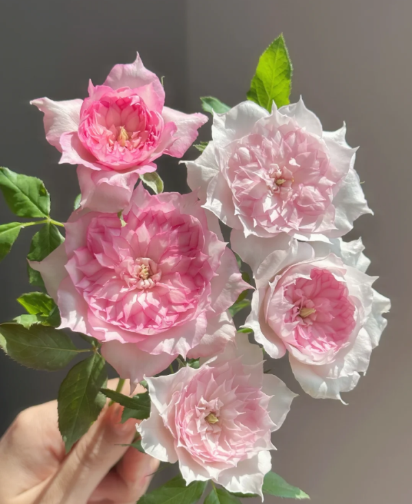 Rong Rong Yue Rose丨Your roses