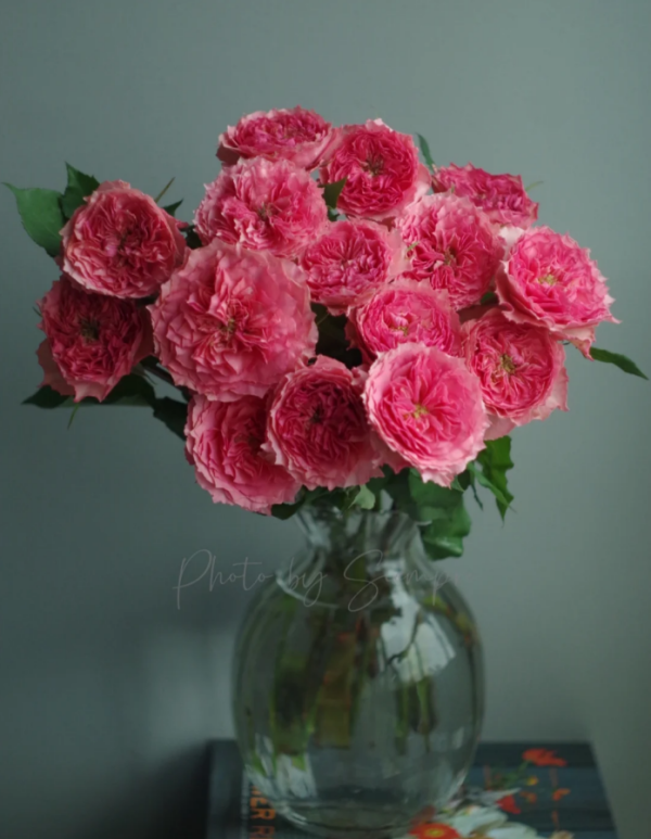 Corona Rose丨Your roses
