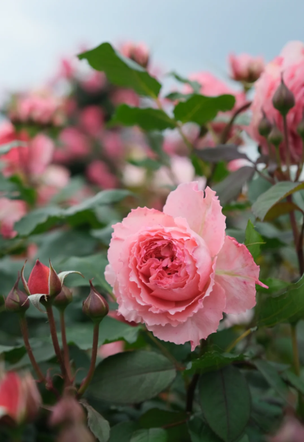 Rose Corona for sale丨Your roses