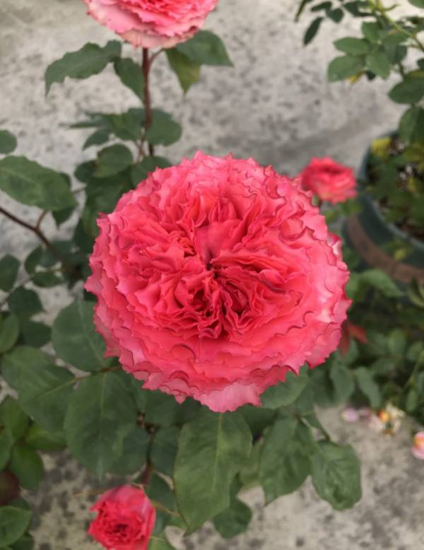 Rose Corona Plant丨Your roses