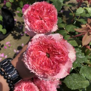 Rose Corona丨Your roses
