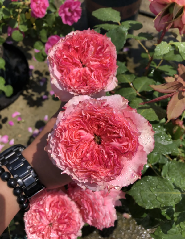 Rose Corona丨Your roses