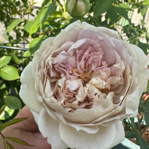 Rose robe doll丨Your roses