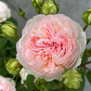 Roxanne Rose丨Your roses