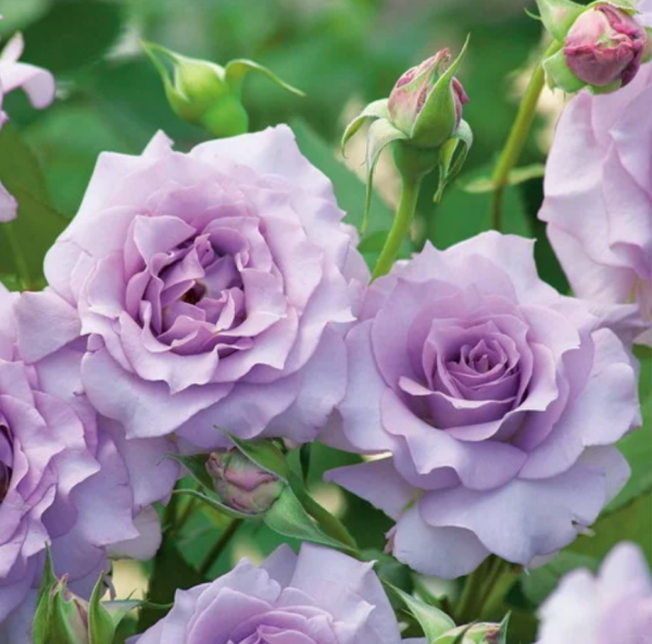 Salon Rose丨Your roses
