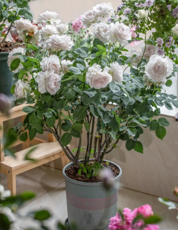 Rose Saphiret丨Your roses