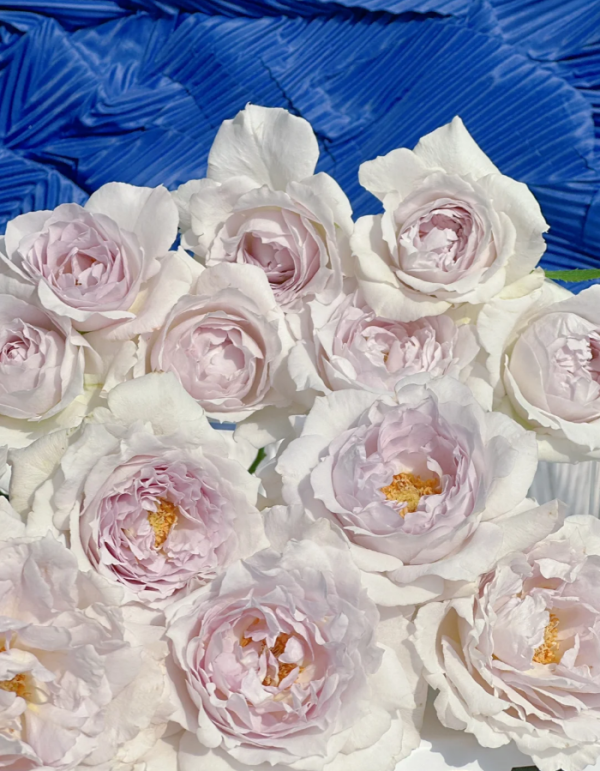 Saphiret Roses 丨Your roses