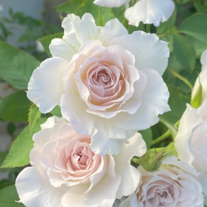 Saphiret Rose 丨Your roses