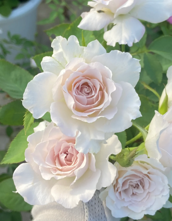 Saphiret Rose 丨Your roses