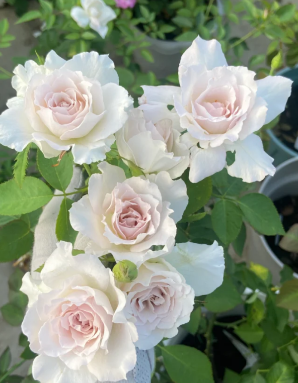 Saphiret Rose plant 丨Your roses