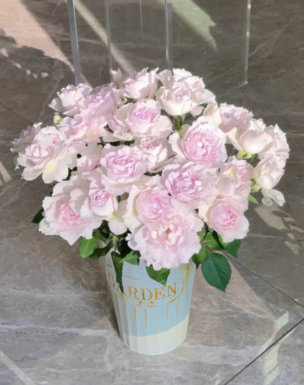Saphiret Rose rose for sale丨Your roses