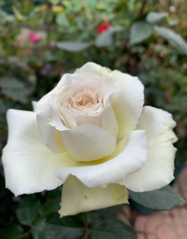 Sasha Roses丨Your roses