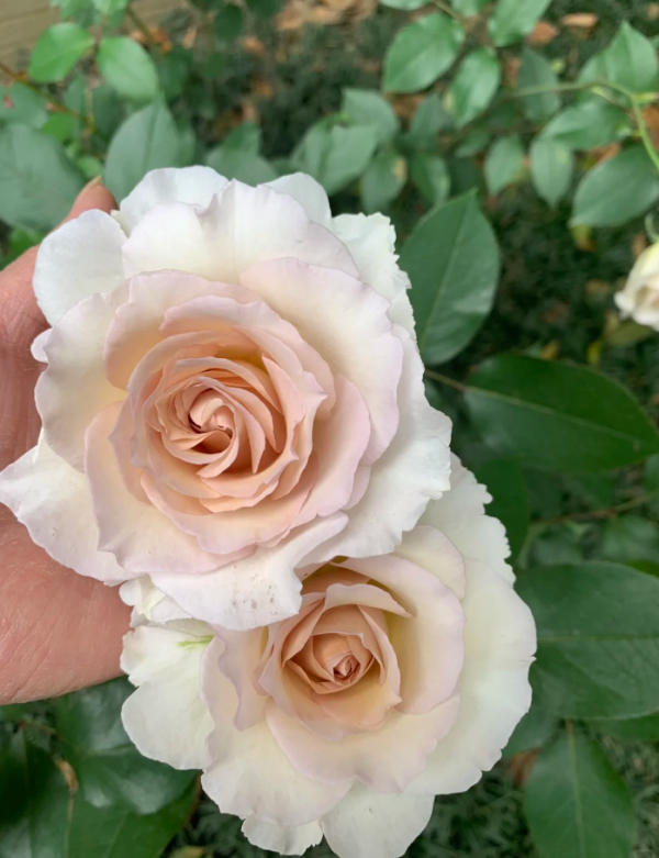 Sasha Rose Plant丨Your roses