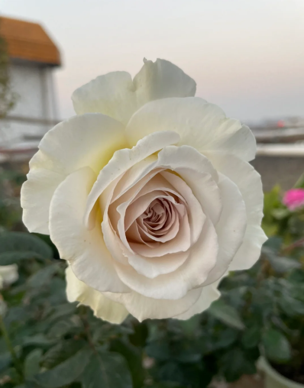 Rose Sasha丨Your roses