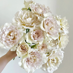 Sasha Rose丨Your roses