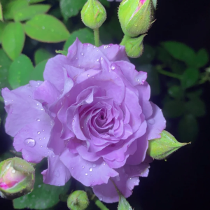 Seiryu Rose丨Your roses