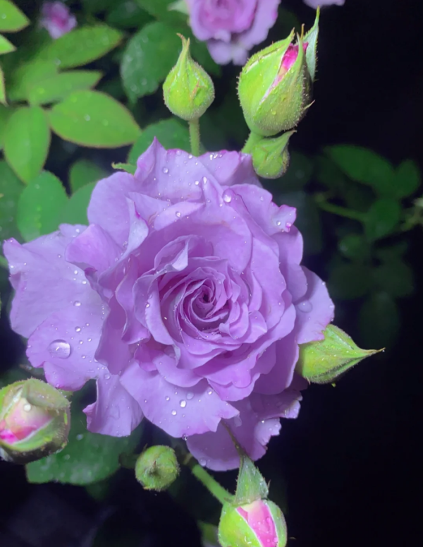 Seiryu Rose丨Your roses