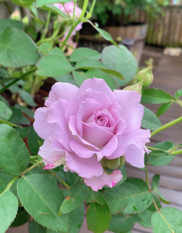 Seiryu Rose Plant丨Your roses