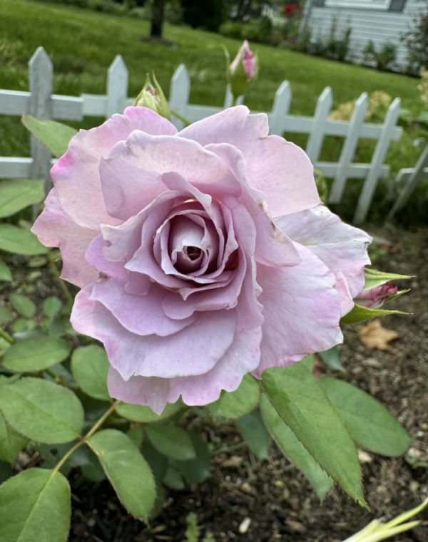 Seiryu Rose for sale丨Your roses