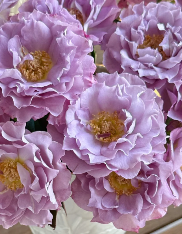 Seiryu Roses丨Your roses