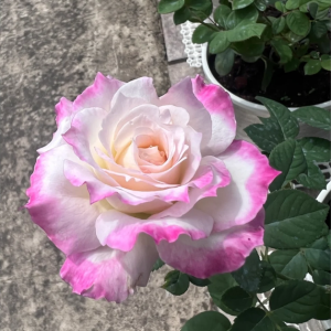 Seraphim Rose丨Your roses